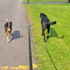 Mycicy 5 FT Double Dog Leash Coupler, Tandem Leash for
