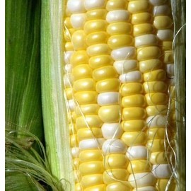"Peaches and Cream" Hybrid Bicolor Sweet Corn Seeds, 25+ Premium Heirloom Seeds, Incredible Flavor, Hot Price! (Isla's Garden Seeds), Non GMO Seeds, 85% Germination, Highest Quality Seeds, 100% Pure