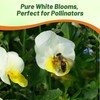 Outsidepride White Perfection Viola Pansy Seeds for Planting - 1000