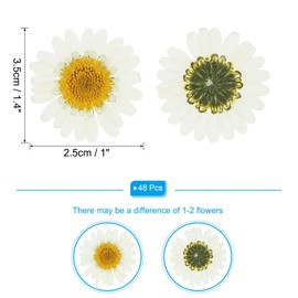 PATIKIL 48pcs Dry Pressed Flowers Natural Dried Daisy Flowers for DIY Arts Crafts Home Decor Nail Decoration White