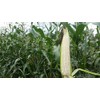 50 Silver Queen Sweet Corn Seeds for Planting Heirloom Non