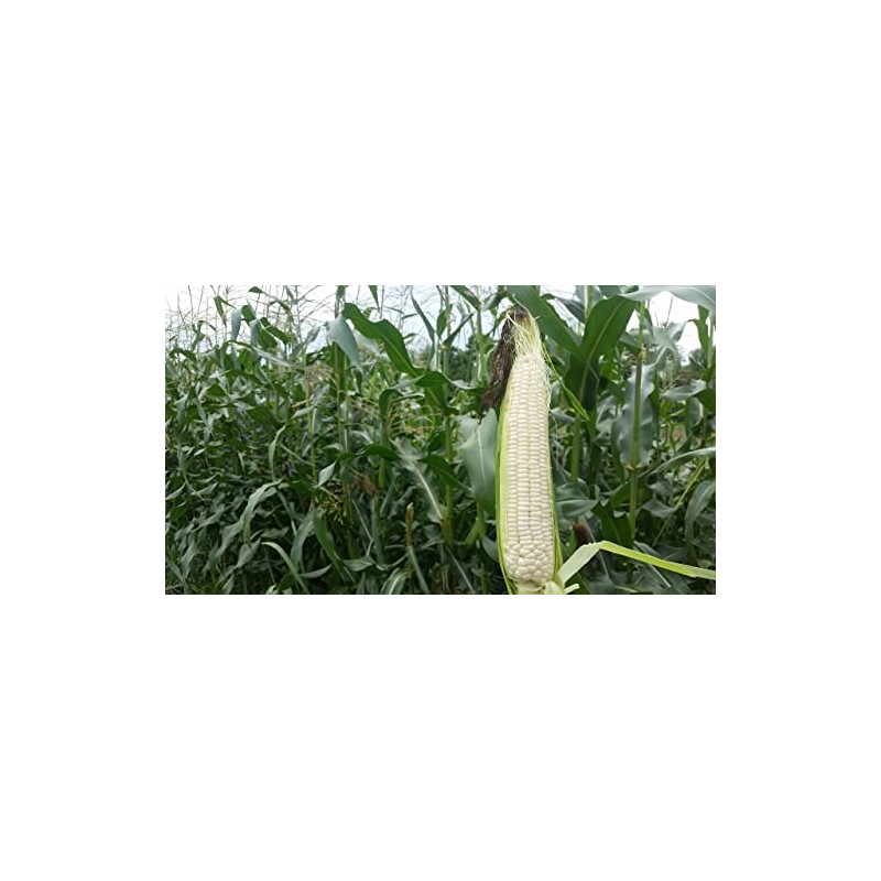 50 Silver Queen Sweet Corn Seeds for Planting Heirloom Non