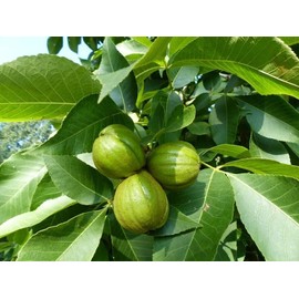 Tree 5 Butternut Tree Seeds for Planting - Amazing and Exotic Fruit Tree