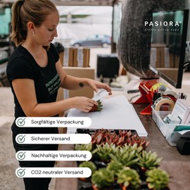 PASIORA - 5 different small tillandsia in a set, air plants, air carnation, air plant, colourful mix