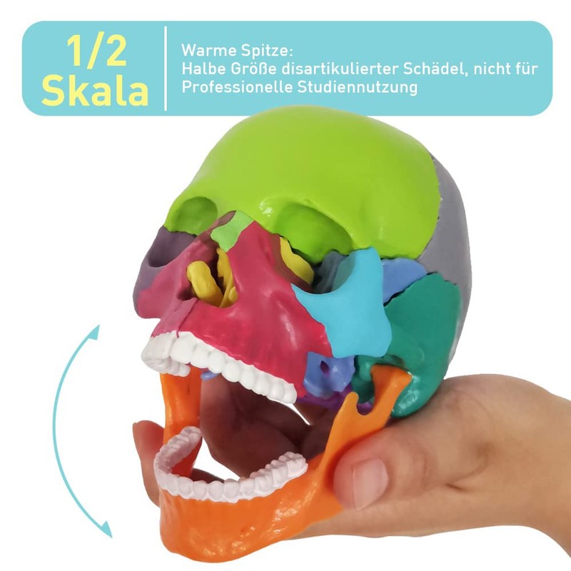 EVOTECH SCIENTIFIC Mini Skull Model, Didactic 15-Piece Palm-sized Anatomy Skull