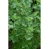 PREMIER SEEDS DIRECT - HERB Seeds - Wormwood - Artemisia