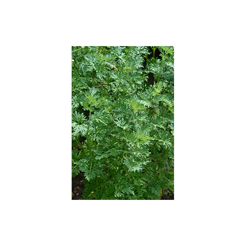 PREMIER SEEDS DIRECT - HERB Seeds - Wormwood - Artemisia