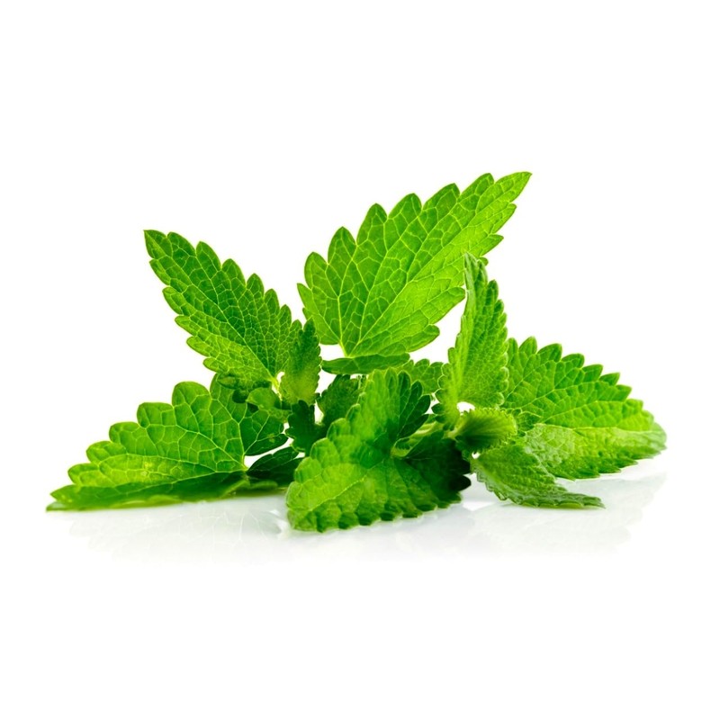 Peppermint Seeds 1000+ Seeds for Planting