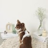 Monchéri (PU Leather Tape Harness + Lead Set) Dog Harness,