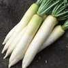 Daikon Radish - 1 LB ~42,800 Seeds - Non-GMO, Heirloom,