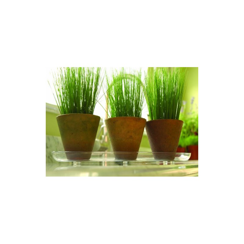 Plastec PLIPAK612 Oval Plantpak Saucer, Clear, 12 inches