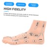 ORFOFE 19CM Foot Massage Acupoint Model Reflexology Teaching Tool Foot