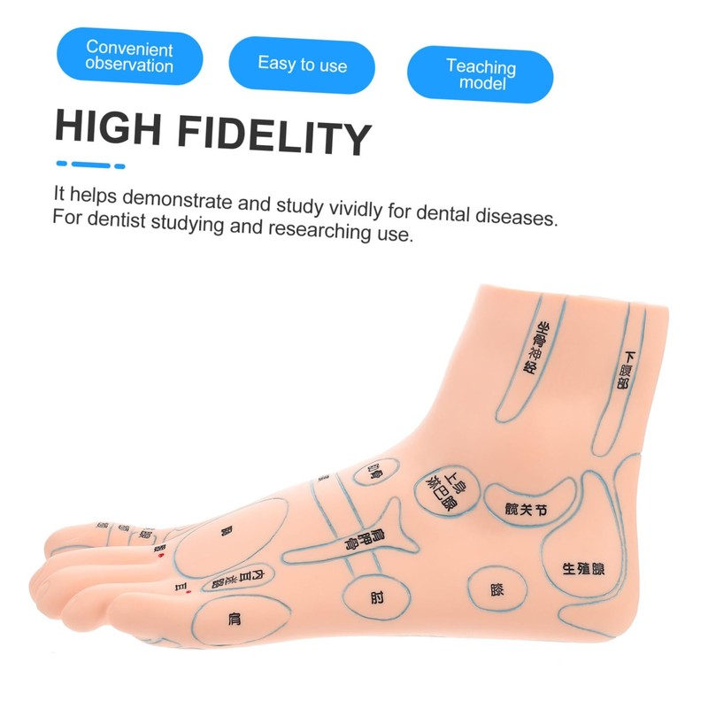 ORFOFE 19CM Foot Massage Acupoint Model Reflexology Teaching Tool Foot