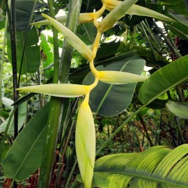 Seed Head Mayan Gold Heliconia Seeds (H. champneana) Rare Lobster Claw Parrot Beak Flowers - 5 SEEDS
