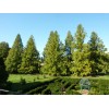 The Jonsteen Company Dawn Redwood | Small Tree Seedling |