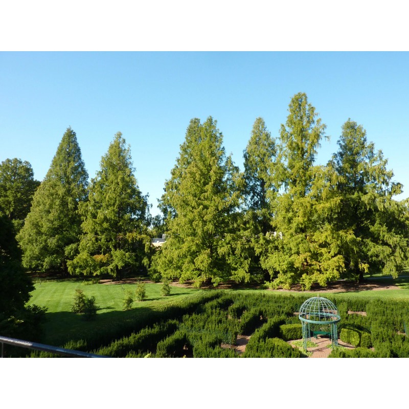 The Jonsteen Company Dawn Redwood | Small Tree Seedling |