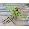 World Seed Supply 3 Organic FL-Grown MORINGA OLEIFERA SEED PODS