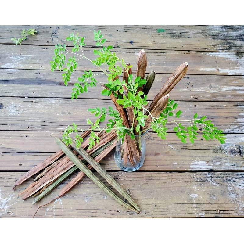 World Seed Supply 3 Organic FL-Grown MORINGA OLEIFERA SEED PODS