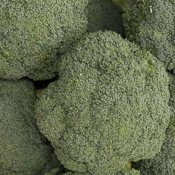 Destiny Hybrid Broccoli ~15 Seeds– Non-GMO, Heat-Tolerant, Hybrid Variety for