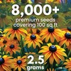 Black Eyed Susan - Large 2,500mg Envelope - 6,000 Flower