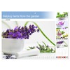Helping herbs from the garden (Monthly Wall Calendar 2026 16.5"