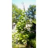 Italian pole bean MAGIC! Original Italian Vigo Romano Flat POLE