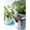 LE TAUCI LE TAUCI Ceramic Plant Pots, 4.3+5.3+6.8 inch, Set