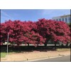 Us Seller Crepe myrtle tree seeds 50 seeds.