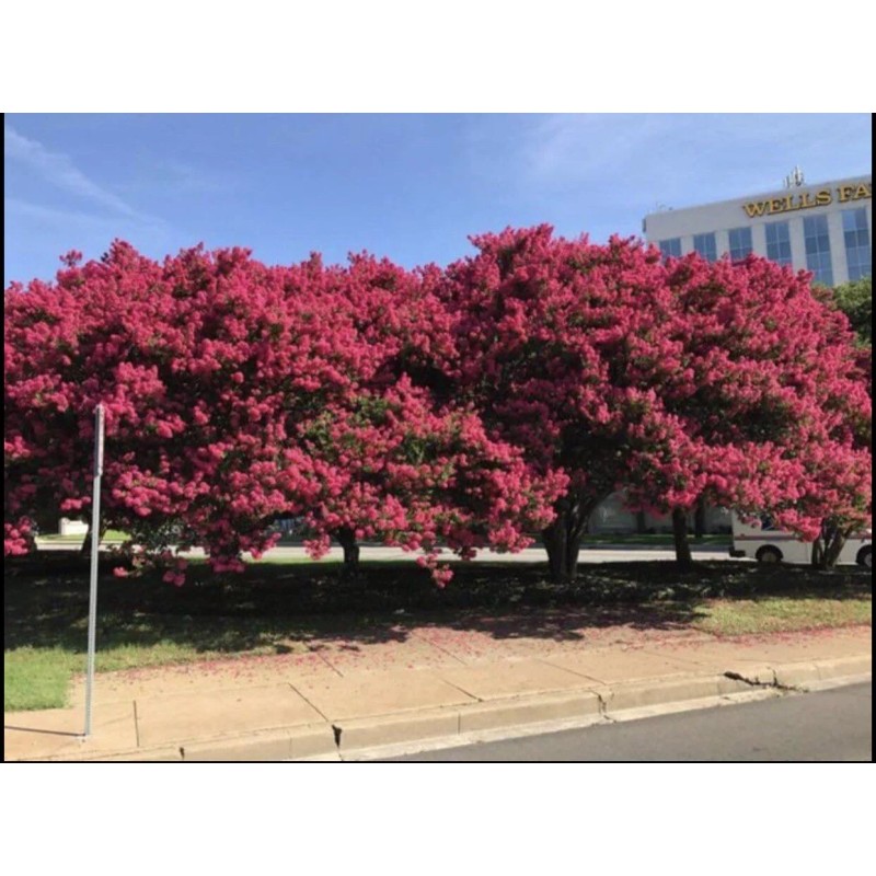 Us Seller Crepe myrtle tree seeds 50 seeds.