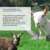 Capra Since 1928 Caprotein Proteína Caseína Concentrada Leche Cabra Fermentada