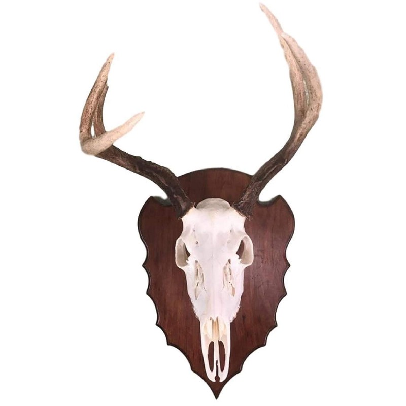 Wall Hangers European Skull Hanger Wall Mount