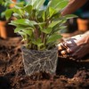 Yoption 6 Pack Plant Root Guard Baskets, Reusable Stainless Steel
