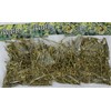 RUDA /RUE HERB (Ruta graveolens) 3 PACK X 30 GR