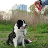NTR Long Leash for Dogs, 100FT Check Cord with Swivel