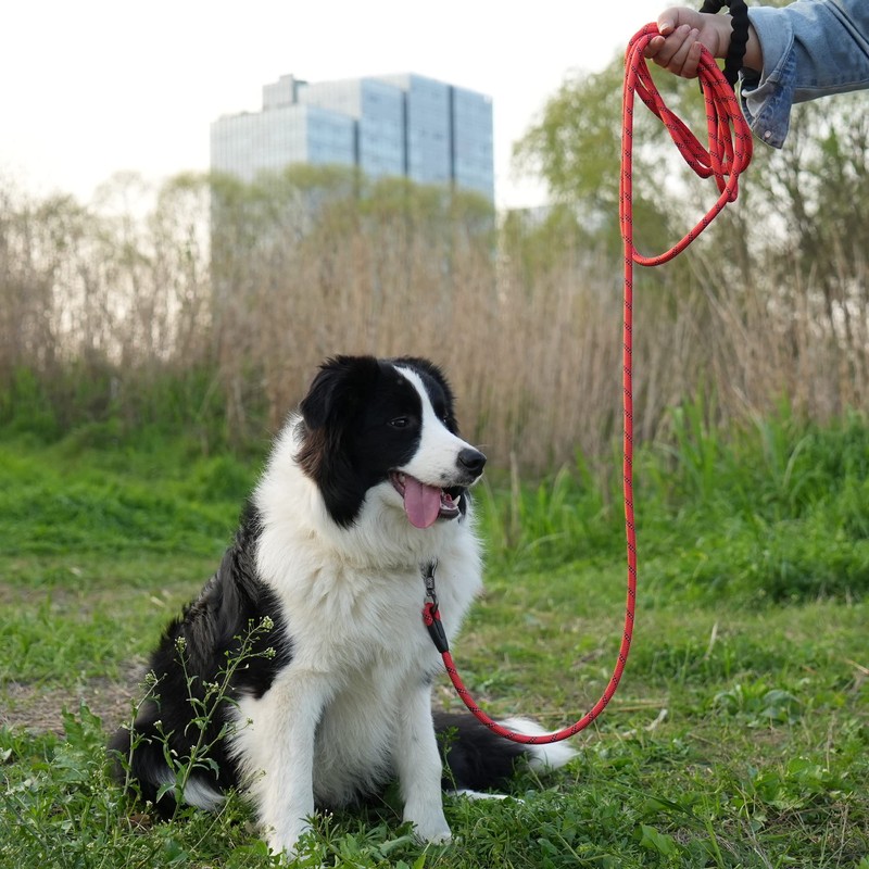 NTR Long Leash for Dogs, 100FT Check Cord with Swivel