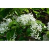 Tree White Fringe Tree/Shrub - 6-12" Tall Live Plant, Qt