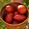Sheboygan Heirloom Paste Tomato - 50 Seeds - Heirloom &