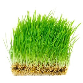 Thunder Acres Non GMO, Certified Organic, Oat seed (1/2 lb.)