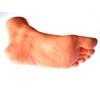 Foot Model Female Left Foot 8.3 inches (21 cm) Life
