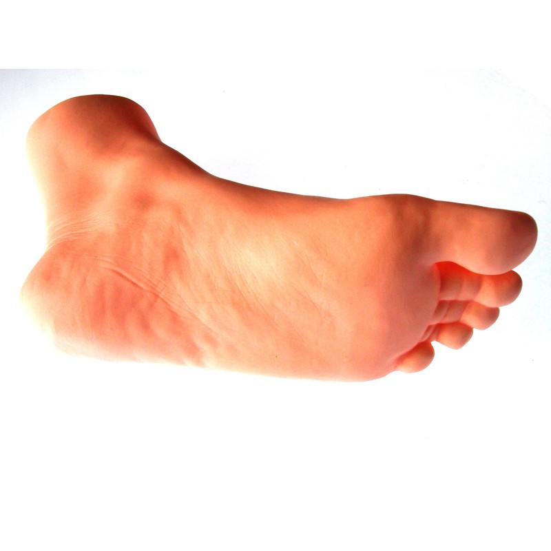 Foot Model Female Left Foot 8.3 inches (21 cm) Life