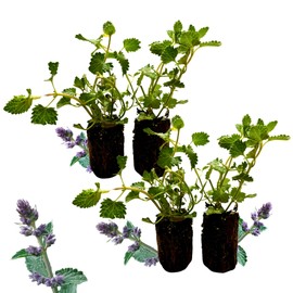 4 Live Catmint Plants – Starter Size – Flowering Nepeta Perennial Pollinator Plants – Lavender Colored Blooms – Bee & Butterfly Friendly – Drought Tolerant – Deer Resistant – 4” Tall Plugs