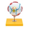 Elementary Anatomy Budget 6 Piece Human Eye Anatomy Model with