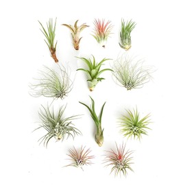 Shop Succulents | Assorted Collection of Tropical Tillandsia Air Plant Kit, Hand Selected Variety Pack | Collection of 12