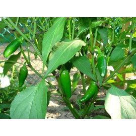 Magic Plant Farms 1lb Green Jalapeno Pepper Powder​ Ground Jalapeno - HIGHEST QUALITY!