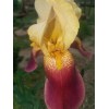 Fresh 6 BEARDED IRIS PLANTS RHIZOMES FRESH MIXED VARIETIES