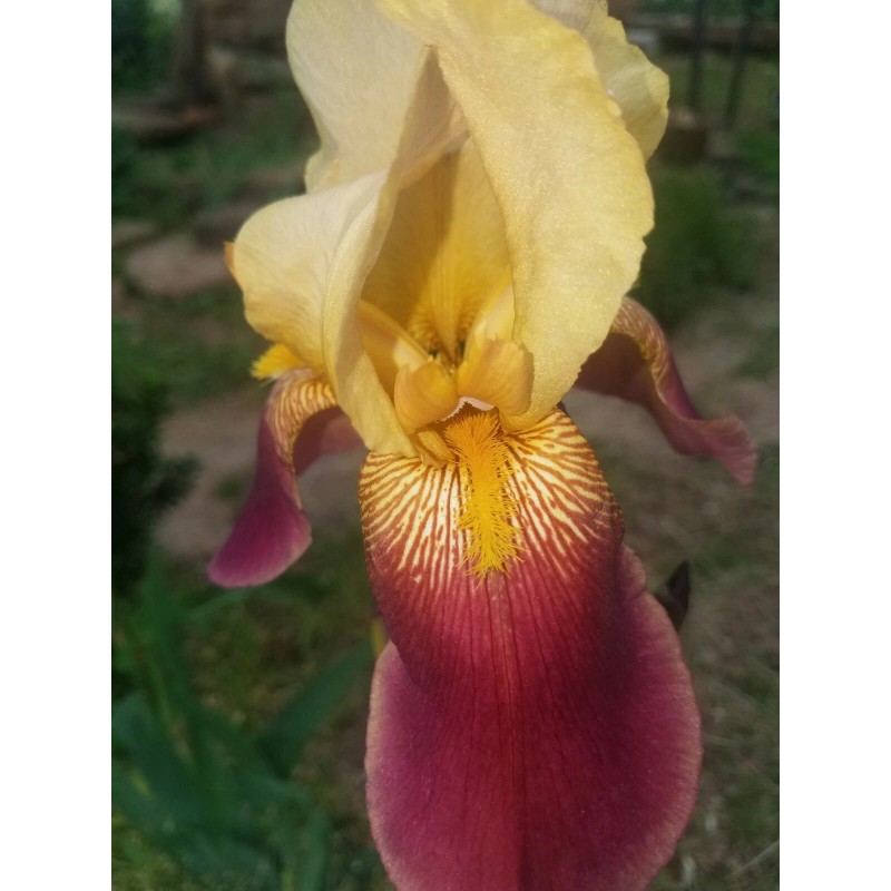 Fresh 6 BEARDED IRIS PLANTS RHIZOMES FRESH MIXED VARIETIES