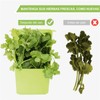 2 Pieza conservador de hierbas frescas,cilantro contenedor con colador extraíble