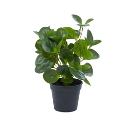 Deco 79 Faux Foliage Eucalyptus Artificial Plant Indoor Outdoor with Realistic Leaves and Black Round Pot, 10" x 7" x 13", Green
