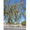 Fresh Acacia Stenophylla, Shoestring Wattle Willow, (25 Seeds), Drought Tolerant