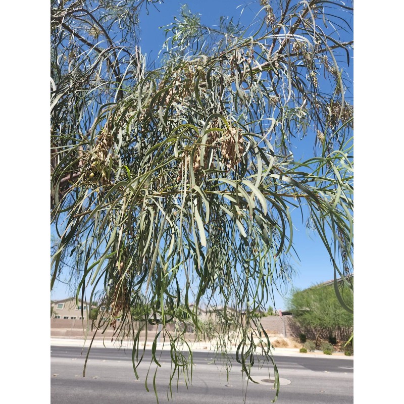 Fresh Acacia Stenophylla, Shoestring Wattle Willow, (25 Seeds), Drought Tolerant